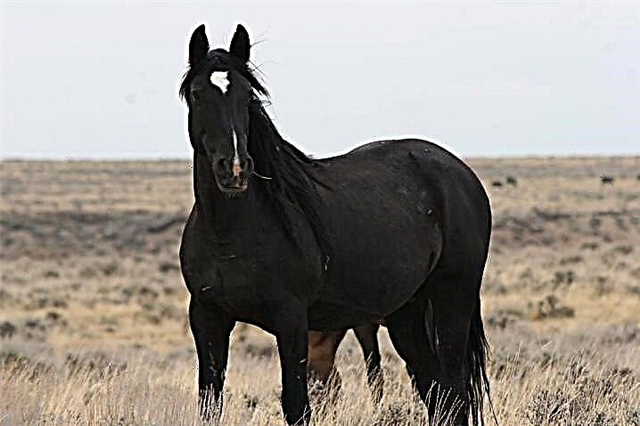 Kuda Amérika: jenis breed sareng fitur na