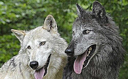 Чехословачки волк-диг (волк раса на кучиња)
