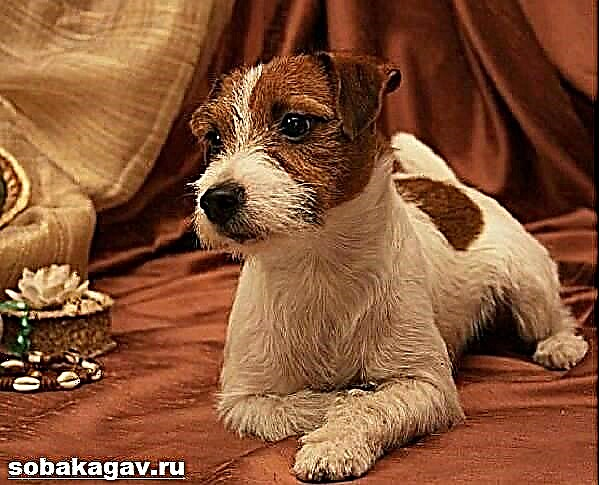 Laguntzaile onenetarikoa - Parson Russell Terrier