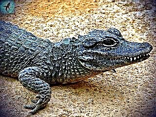 Alligator ea China