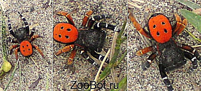 Ladybug ပင့်ကူ (Eresus cinnaberinus)