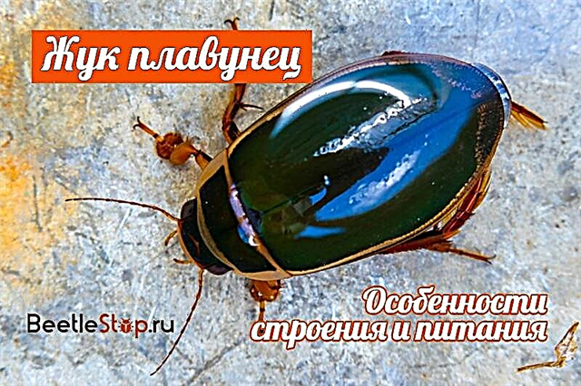 Diving beetle: O le pito sili ona mataʻutia le nofoia o vaituloto Rusia
