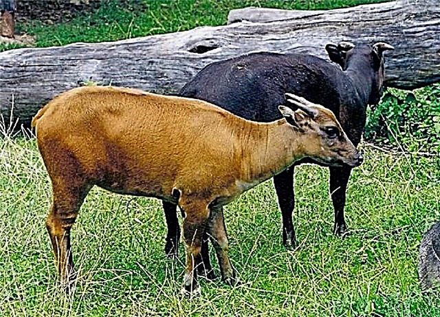 Buffalo wazakudya