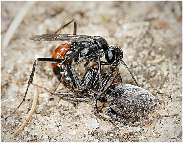 Pompil - wasp հարձակվող spiders