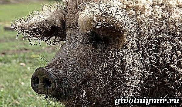 نژاد شگفت انگیز از خوک ها - mangalitsa مجارستانی
