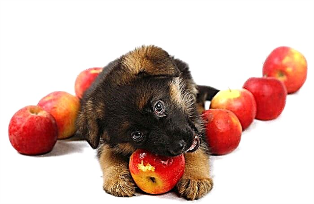 რა ბოსტნეული და ხილი შეიძლება მიეცეს ძაღლებს, და რომელი არ შეიძლება