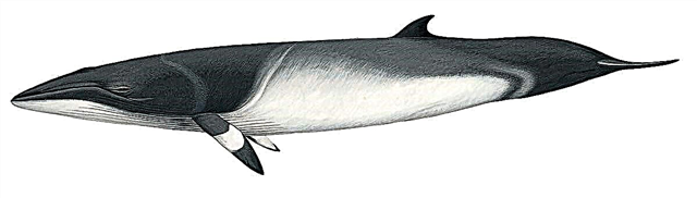 ဝီစကီ - Baleen ဝေလငါး