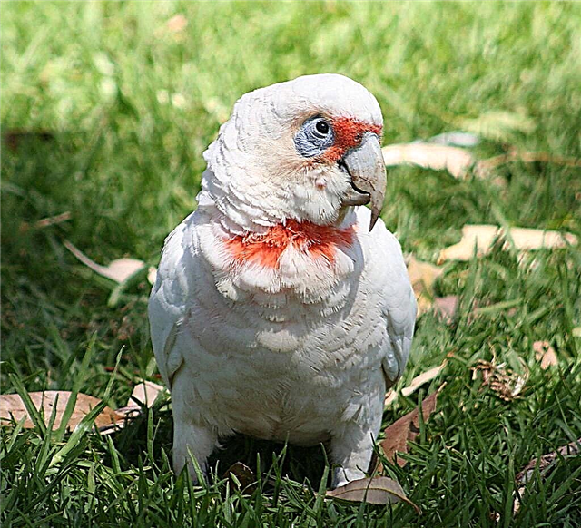 Nosed Cockatoo