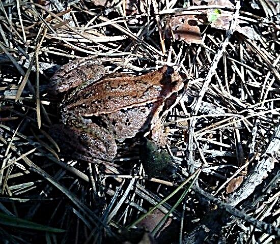 Frog hayop