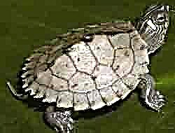 Tortoise melayu bali (Malayan Notochelys platynota)