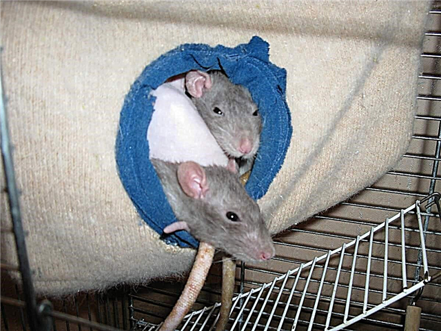Omah tikus DIY - aspek penting