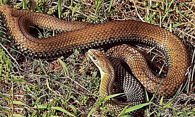 Најубавите змии на нашата планета