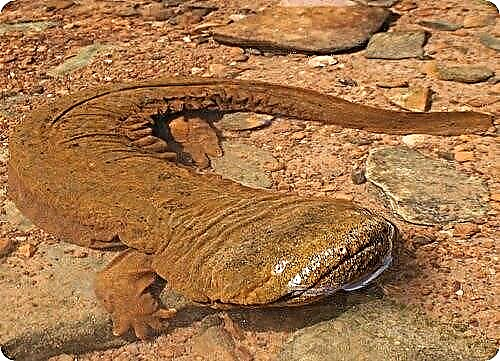Japanese giant salamander - Japanese giant salamander
