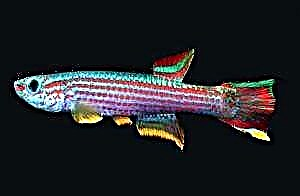 Afiosemion - Killfish rengîn