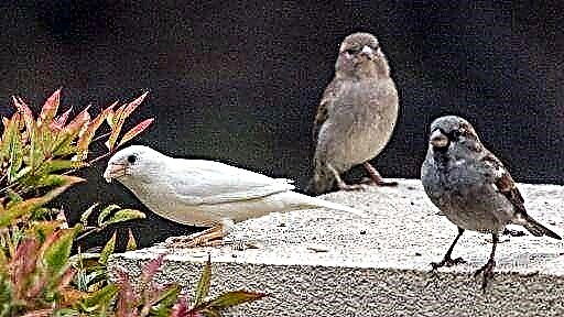 Sparrows li jagħmlu ħsara