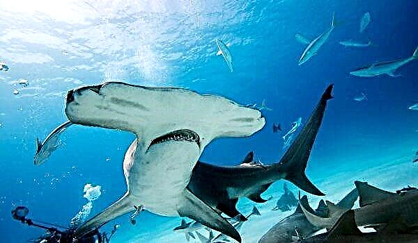 ຄວາມລັບຂອງ Hammerhead Shark