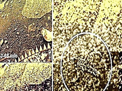 Научниците на Руската академија на науките покажаа фотографија од „скорпија“ од Венера пред 30 години