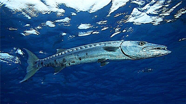 Barracuda бузург: қавӣ ва хеле хатарнок
