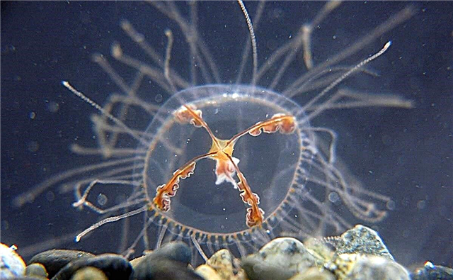 Крест медузасы: сипаттамасы, фото