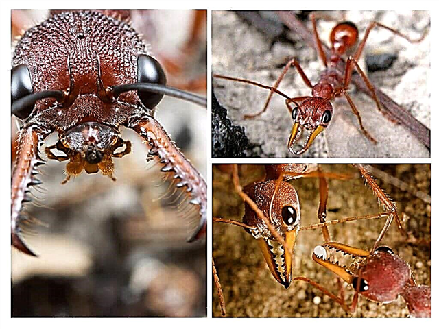 6 گونه از مورچه ها برای انسان خطرناک است