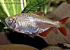 Tetra roach - peshk i kopesë dhe një dashnor i apasionuar pas bimëve akuariumi
