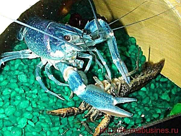 Crayfish: ozuzu na idebe ụlọ
