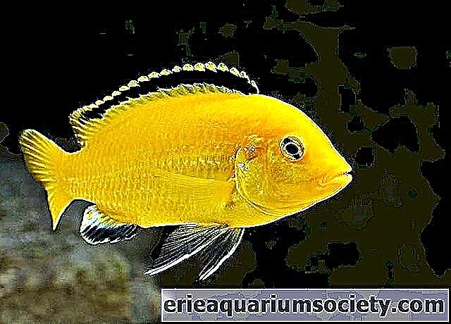 Желтая аквариумная рыбка