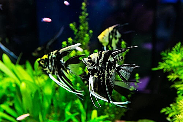 Angelfish: tuputupu ae i le fale