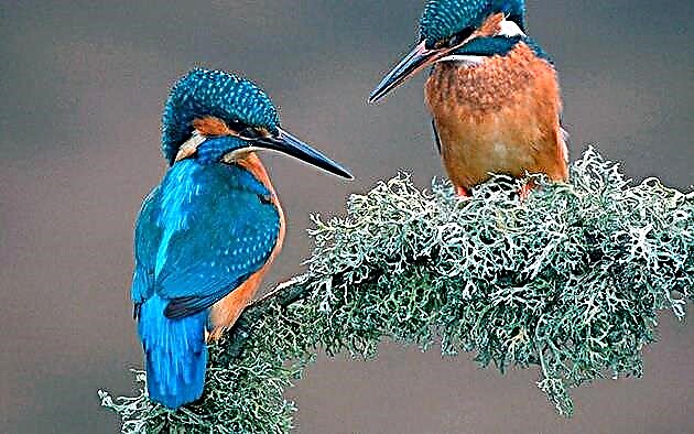 Ama-kingfishers asehlathini