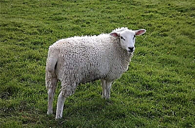 Bazl - prosjek između ovna i koze