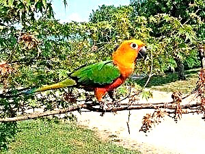 Aratinga Parrots - kipenzi na cha kuvutia