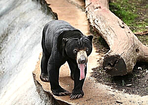 Malay Bear o Biruang