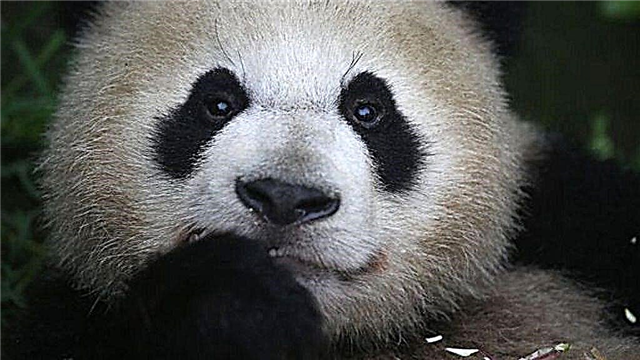 Sut y Cadwodd China Pandas Mawr