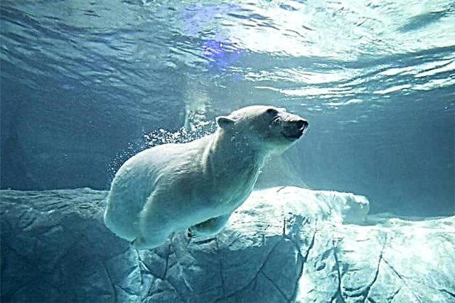Polarbiere vu Russland mat - ausverkaaft debutéiert an - brasilianesche Zoo