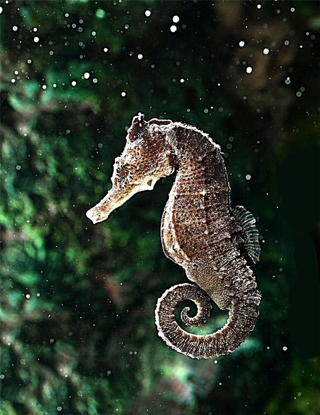 Seahorse li aquarium