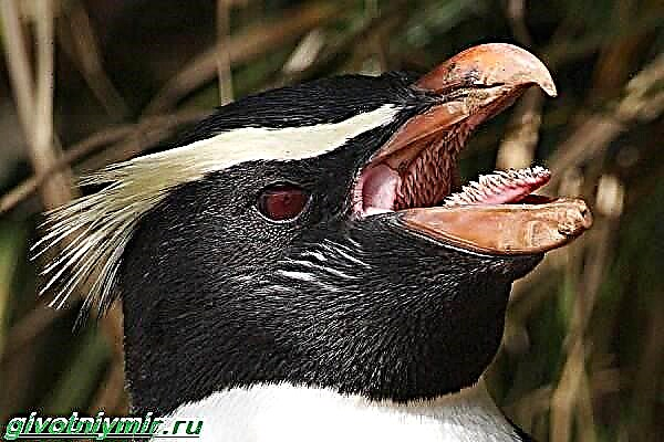 Krestaj Pingvenoj: priskribo, vivmedio kaj vivstilo