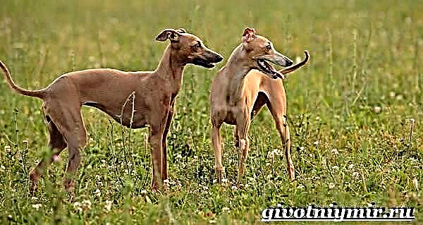 Italienesch Greyhound - Rasse Beschreiwung