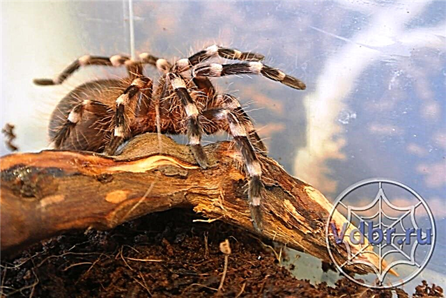 Acanthoscurria geniculata: sulud sa spider, ang kakuyaw sa mopaak niini