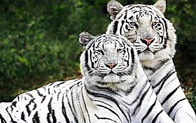 Bengal Tiger (Panthera tigris tigris) Eng