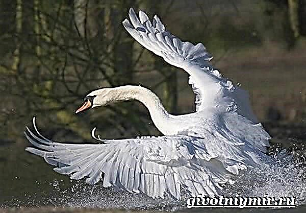 Swan ປິດປາກ: ການຮັກສາຄົວເຮືອນ