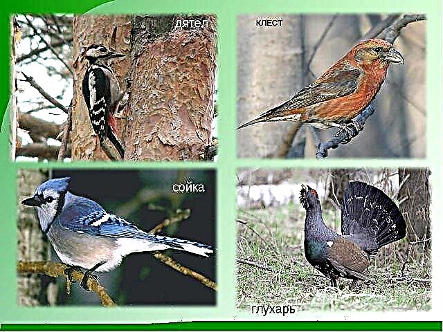 Какие птицы живут в татарстане фото и названия