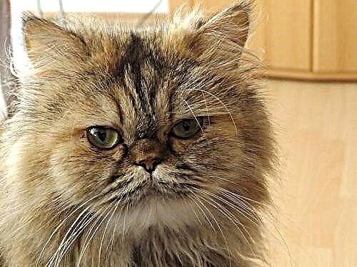Os gatos máis esponjosos - razas con fotos