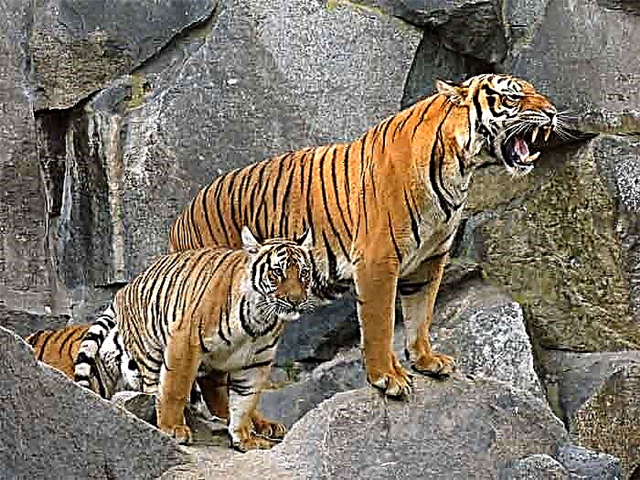 Indochinese tigris - rapax a Libri de paginis