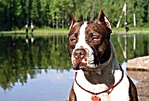 Америкийн Pit Bull Terrier нохой
