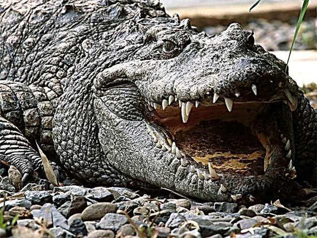 Крокодайлз. Крокодилдер жана алардын жаратылыштагы жашоосу жөнүндө