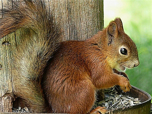 Squirrel Forest тургуну