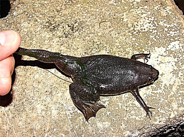 Pipa Corvalho - an frog dall-súl