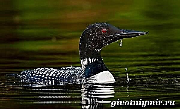Loon - interesting facts