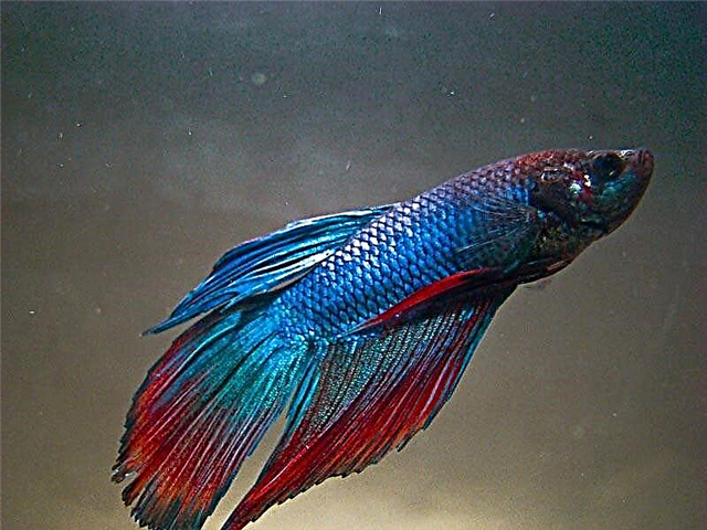 I-Labyrinth fish: Izinhlobo eziyi-12 ezinezithombe, okuqukethwe ku-aquarium