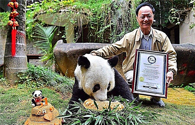 Дэлхийн хамгийн өндөр настай панда 37 жилийн ойгоо тэмдэглэв